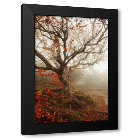 Tree of Seasons Black Modern Wood Framed Art Print with Double Matting by Grippo-Pike, Carrie Ann
