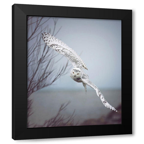 Snowy Owl In Flight Black Modern Wood Framed Art Print with Double Matting by Grippo-Pike, Carrie Ann
