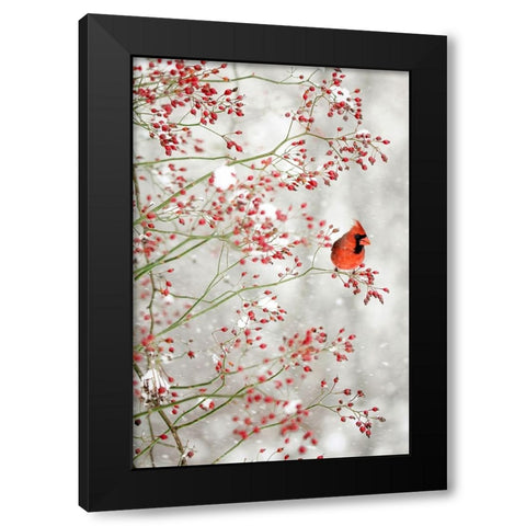 Red Cardinal in the Red Berries Black Modern Wood Framed Art Print with Double Matting by Grippo-Pike, Carrie Ann