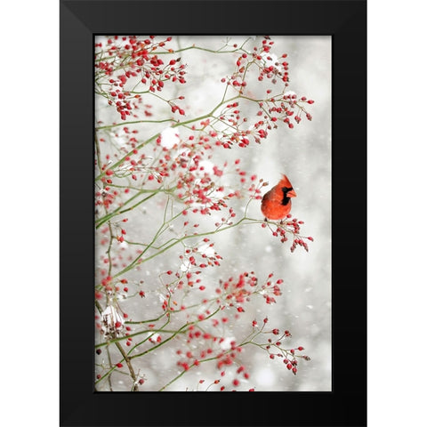 Red Cardinal in the Red Berries Black Modern Wood Framed Art Print by Grippo-Pike, Carrie Ann