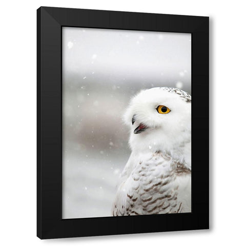 Snowy Owl in the Snow Black Modern Wood Framed Art Print with Double Matting by Grippo-Pike, Carrie Ann