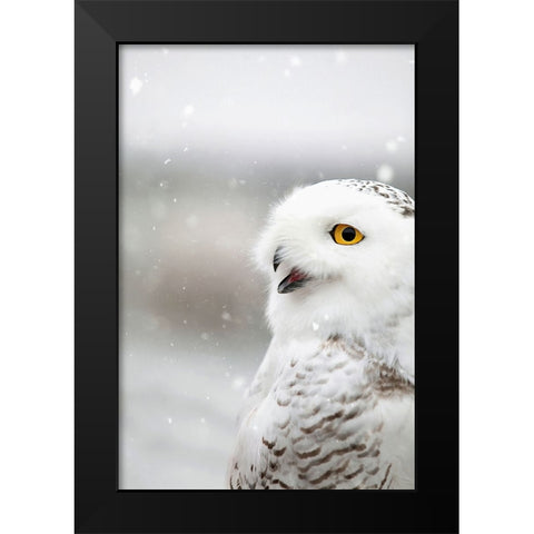 Snowy Owl in the Snow Black Modern Wood Framed Art Print by Grippo-Pike, Carrie Ann