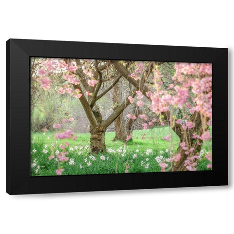 Springtime Fairytale Cherry Tree Black Modern Wood Framed Art Print by Grippo-Pike, Carrie Ann