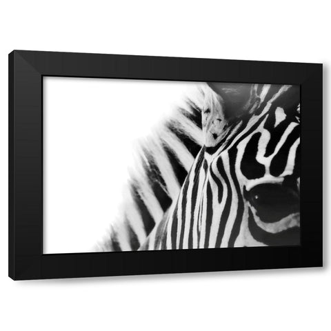 Zebra Eye Black Modern Wood Framed Art Print with Double Matting by Grippo-Pike, Carrie Ann