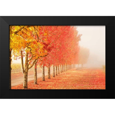Fall Trees in the Mist Black Modern Wood Framed Art Print by Ganju, Abhi
