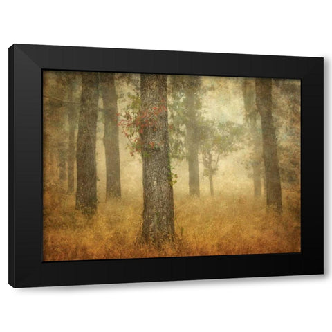 Oak Grove in Fog Black Modern Wood Framed Art Print by Guion, William