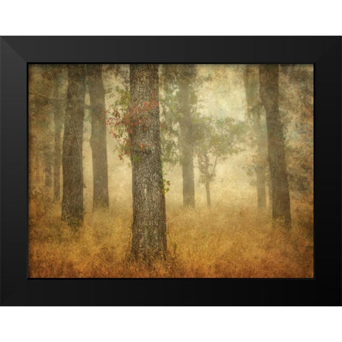 Oak Grove in Fog Black Modern Wood Framed Art Print by Guion, William