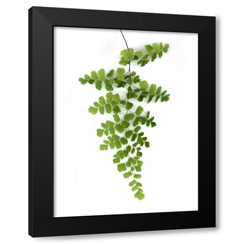 Green Maidenhair Black Modern Wood Framed Art Print by Greer, Lexie