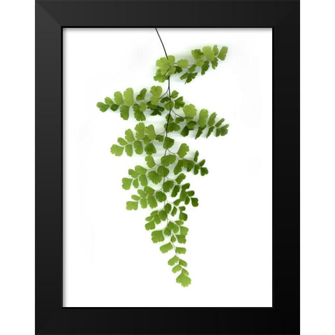 Green Maidenhair Black Modern Wood Framed Art Print by Greer, Lexie