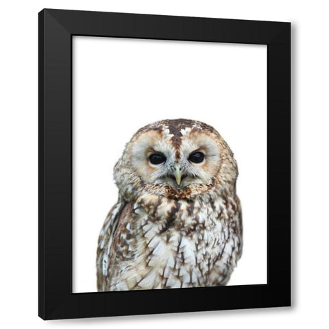 Owl Black Modern Wood Framed Art Print with Double Matting by Greer, Lexie