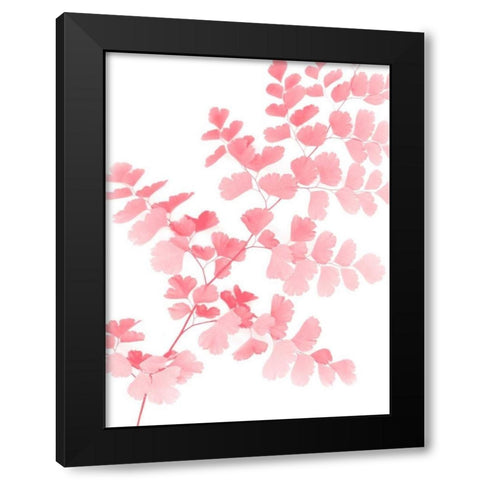 Pink Maidenhair Black Modern Wood Framed Art Print with Double Matting by Greer, Lexie