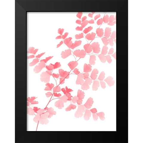 Pink Maidenhair Black Modern Wood Framed Art Print by Greer, Lexie