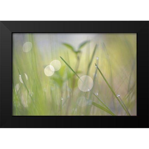 Morning Light No. 1 Black Modern Wood Framed Art Print by Gonzalez, Ulpi