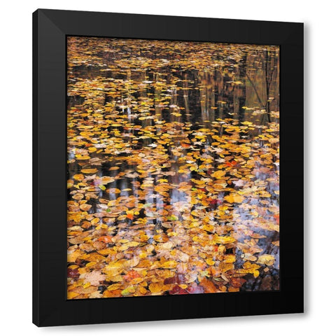 Autumn Detail Black Modern Wood Framed Art Print with Double Matting by Gavrilis, John