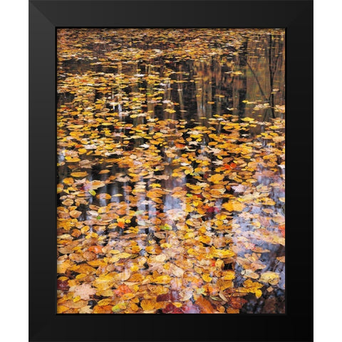 Autumn Detail Black Modern Wood Framed Art Print by Gavrilis, John