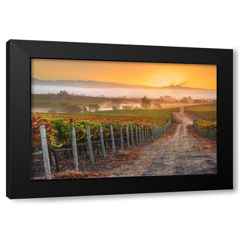 Vineyard Sunrise Black Modern Wood Framed Art Print by Gavrilis, John