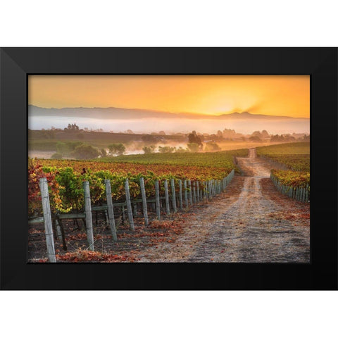 Vineyard Sunrise Black Modern Wood Framed Art Print by Gavrilis, John