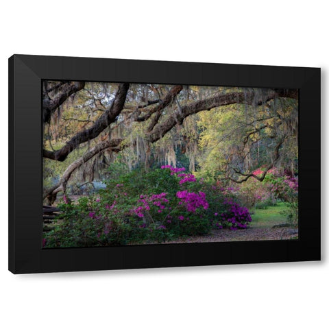Oaks and Azaleas Black Modern Wood Framed Art Print by Herrera, H.J.