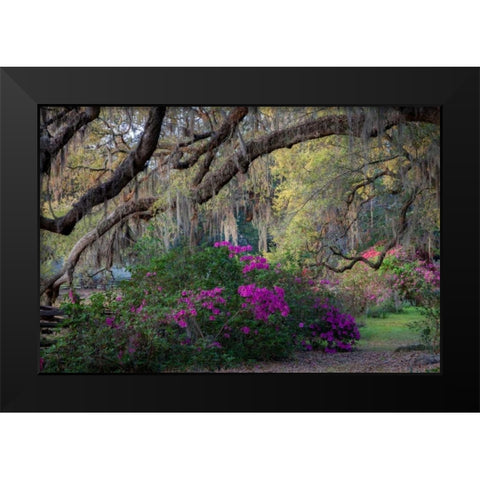 Oaks and Azaleas Black Modern Wood Framed Art Print by Herrera, H.J.