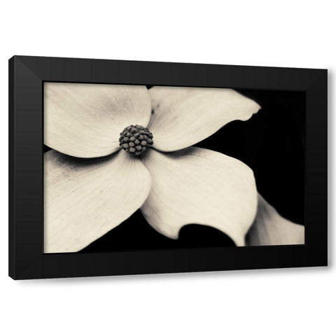 Dogwood Flower Black Modern Wood Framed Art Print with Double Matting by Horsfall, Gary
