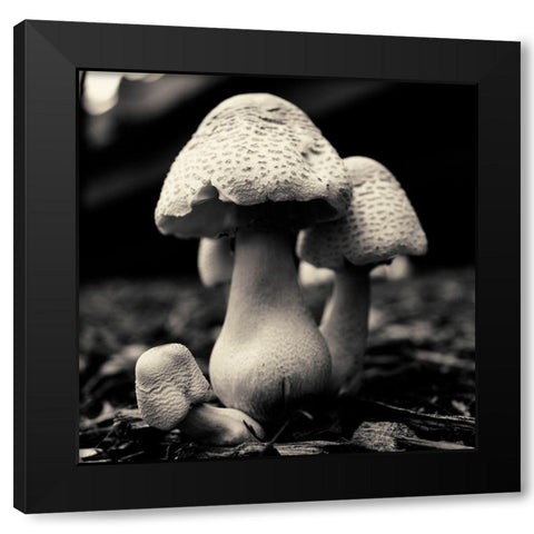 Mushroom No. 3 Black Modern Wood Framed Art Print by Horsfall, Gary