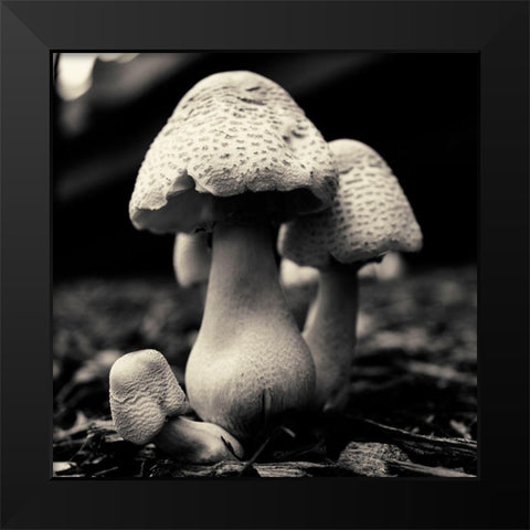 Mushroom No. 3 Black Modern Wood Framed Art Print by Horsfall, Gary
