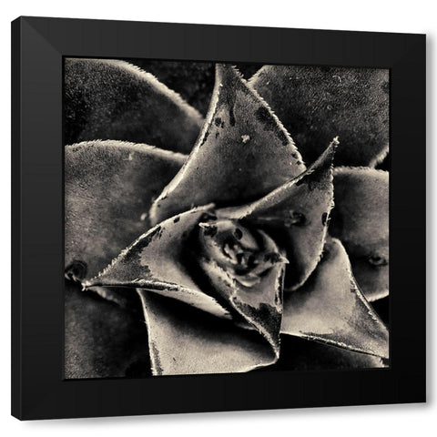 Seattle Succulents Black Modern Wood Framed Art Print by Horsfall, Gary