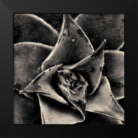 Seattle Succulents Black Modern Wood Framed Art Print by Horsfall, Gary