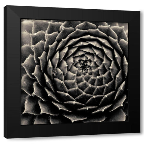 Succulent Black Modern Wood Framed Art Print by Horsfall, Gary