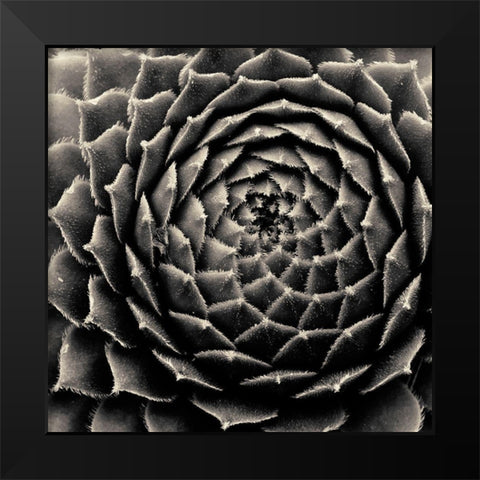 Succulent Black Modern Wood Framed Art Print by Horsfall, Gary