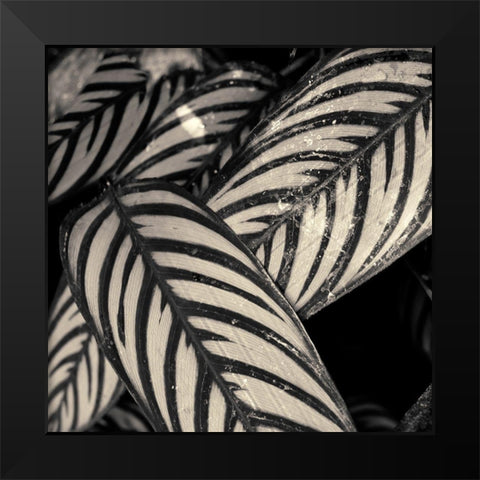 Varigated Leaves No. 2 Black Modern Wood Framed Art Print by Horsfall, Gary