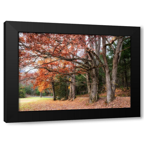 Autumn Drive II Black Modern Wood Framed Art Print by Head, Danny