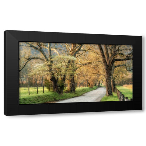 Dogwoods Black Modern Wood Framed Art Print by Head, Danny