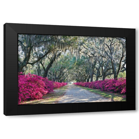 Azaleas Bonaventure Black Modern Wood Framed Art Print by Hiers, Winthrope