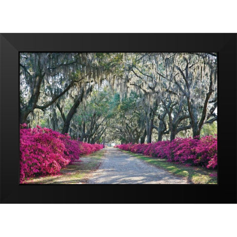 Azaleas Bonaventure Black Modern Wood Framed Art Print by Hiers, Winthrope