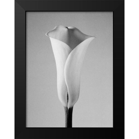Calla No. 1 Black Modern Wood Framed Art Print by PhotoINC Studio