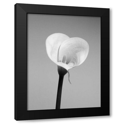Calla No. 2 Black Modern Wood Framed Art Print with Double Matting by PhotoINC Studio