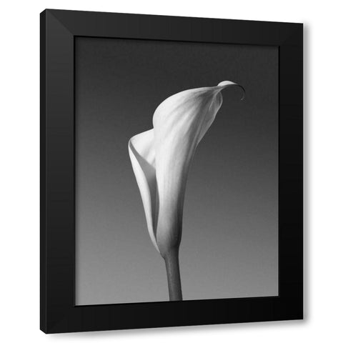 Calla No. 4 Black Modern Wood Framed Art Print by PhotoINC Studio