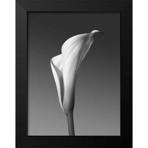Calla No. 4 Black Modern Wood Framed Art Print by PhotoINC Studio