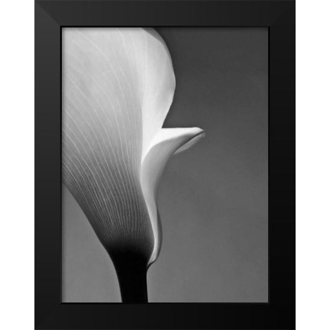 Calla No. 5 Black Modern Wood Framed Art Print by PhotoINC Studio