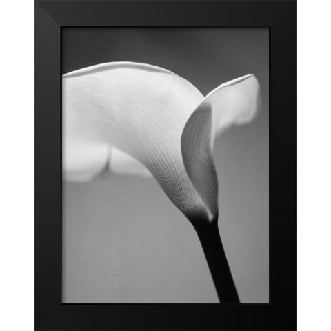 Calla No. 6 Black Modern Wood Framed Art Print by PhotoINC Studio