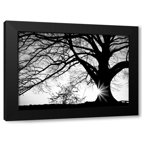 Oak Silhouette Black Modern Wood Framed Art Print by PhotoINC Studio