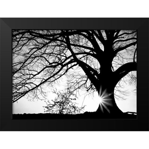 Oak Silhouette Black Modern Wood Framed Art Print by PhotoINC Studio