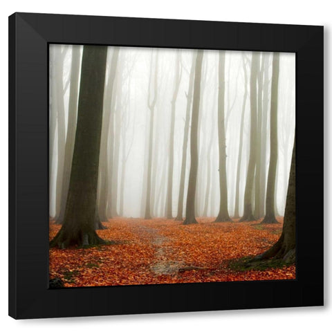 Autumn Forest Floor Black Modern Wood Framed Art Print by PhotoINC Studio