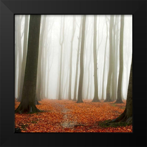 Autumn Forest Floor Black Modern Wood Framed Art Print by PhotoINC Studio