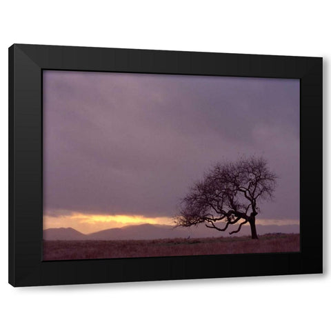 Field Black Modern Wood Framed Art Print by PhotoINC Studio