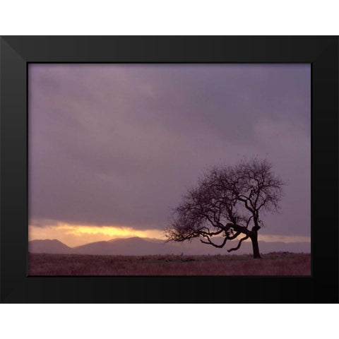 Field Black Modern Wood Framed Art Print by PhotoINC Studio