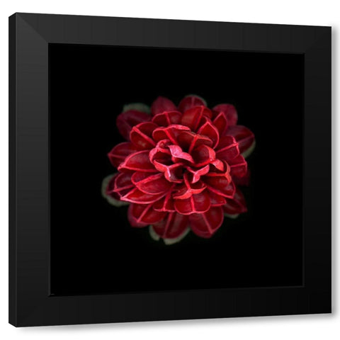 In Red Black Modern Wood Framed Art Print by PhotoINC Studio