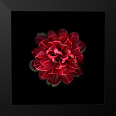 In Red Black Modern Wood Framed Art Print by PhotoINC Studio