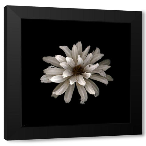 All White Black Modern Wood Framed Art Print by PhotoINC Studio